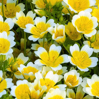 Seurico™ Honey Infused Lip Oil